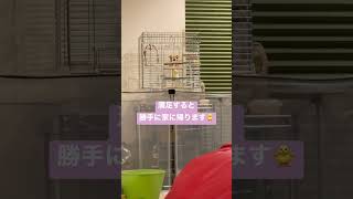 【オカメインコ】自分で帰るかしこいインコ　#オカメインコ #かわいい #shorts