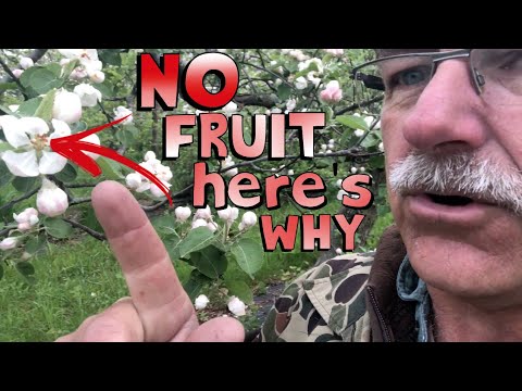 Why apples fall from the tree why not they move up?