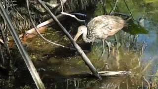 Limpkin Feeding