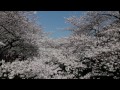 tokyo nakameguro cherry blossom 中目黒のさくら 4k ultra hd