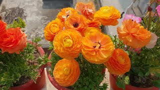 How to Grow and Care Ranunculus Plant - Beautiful Winter Flower|Care of Ranunculus Plant (English)