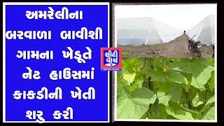 Amreli ના બરવાળા બાવીશી ગામના ખેડૂતે નેટ હાઉસમાં કાકડીની ખેતી શરુ કરી I CITY WATCH NEWS