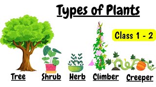 Type of plants | Type of plants for kids |  shrubs herbs climbers creeper | different types of plant