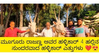 ಮೂಗೂರು ರಾಜಣ್ಣ ಅವರ ಸುಂದರವಾದ 4 ಅಲ್ಲಿನ ಹಳ್ಳಿಕಾರ್ ಎತ್ತುಗಳು❤️😍 #hallikarbulls#hallikarstudbull#