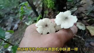 刚到山上就下雨只能捡点迷你鸡枞？下面煮稀饭不错朋友们认识吗？