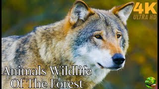 🔴4K Wildlife of the Forest TV Background - Birds Chirping, Relaxing Background Music, Wild Animals🔴