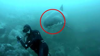 10 TERRIFYING Shark Encounters You Shouldn’t Watch!