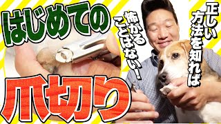 初心者のみやぞんでも出来た！わんちゃんが嫌がらない「犬の爪切り」のコツ、わかりやすく解説します！