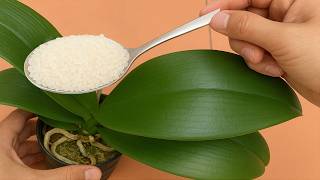 Just Need Rice! Orchid leaves immediately grow roots and bloom all year round