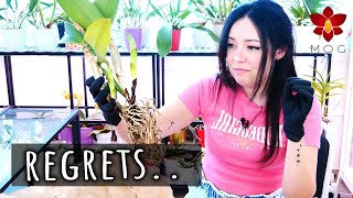 Did I just get 4 identical Orchids by mistake?? 😵‍💫 - Orchid Haul Watch Season 3 Episode 1