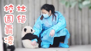 《熊貓主題趴》熊貓幼稚園的小“惡霸”們 | iPanda熊貓頻道