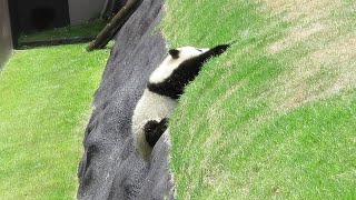 モートに落ちて遊ぶ♥ 赤ちゃんパンダの頃と、大人になってから🐼 すくすく成長して大きくなったね♥ #結浜 #アドベンチャーワールド