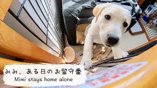 【ラブラドール子犬】みみ、ある日のお留守番/Labrador Mimi stays home alone #25