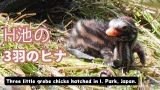 【カイツブリ】可愛すぎて癒される！井の頭公園H池で孵化した3羽のヒナ