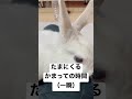 かまってちゃんが可愛すぎる。 bunny うさぎ ネザーランドドワーフ ペット 癒し animal rabbit pet