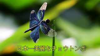 🦋🦋🎥『💖日本一美麗なチョウトンボ の羽化/ rhyothemis fuliginosa』 (3分51秒)・４K撮影