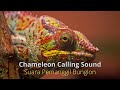 chameleon calling sound