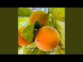 forbidden fruit