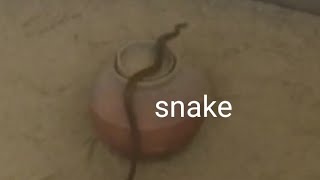 snake video | 🐍Sara pambu | village discovery channel