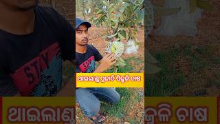 Thailand variety pijuli chasa kamiti Karibea #guava #farming #shorts #viral