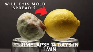 Can Mold Spread Between Lemons? 🍋 Gross Timelapse Experiment