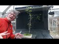 pruning two acacia trees the bonsai zone dec 2022