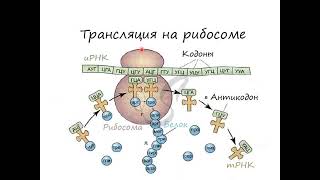 Белок синтезі. Транскрипция. Трансляция. Процессинг. Қазақша.