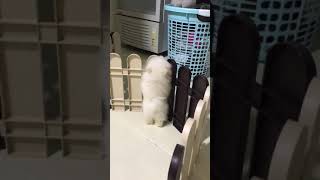 可爱博美 博美犬 小白 Pomeranian Mister White