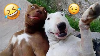 I dare you not to LAUGH at these FUNNY DOGS 😁🦮 - Best Funny Animals Videos 2025 #122
