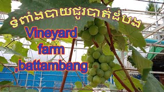 កសិដ្ឋានទំពាំងបាយជូរស្រុកបាណន់, Banan District vineyard farm