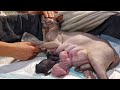 The Sweetest Moments From Kittens Birth to One Month 💞