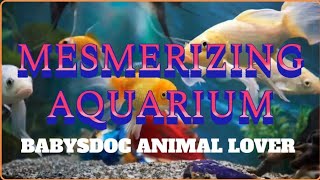 ASMR fish aquarium 1 hour 4kUHD