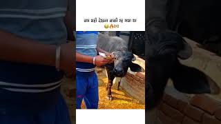 बस यही देखना बाकी रह गया #funnyshorts #shortsfeed #shortsbeta #funnyvideo #whatsapp