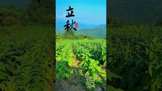 夏已尽，秋将至。一个转身夏天就成了故事，一次回眸秋天便成了风景。四季轮回，愿一切美好都不期而遇！#立秋