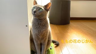 イケアのブラインドを満喫する猫。ノーカラー(反省）