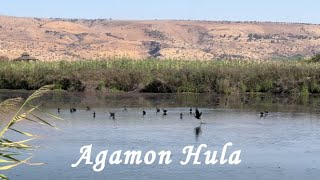 Agamon Hula Nature in Israel 2022 אגמון החולה ישראל