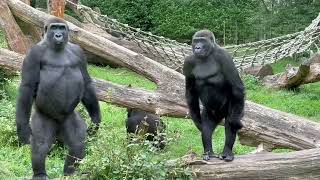 Gorilla Troop Burgers' Zoo - Meet this Beautiful Family