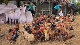 Raising pigs and chickens.  How to prevent diseases for pigs and chickens.  Country life. (Ep 191).