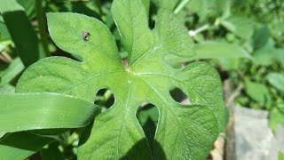 puliadugu plant or puli adugu chettu, (పులిఅడుగు చెట్టు )