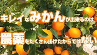 【6月上旬】ほんの少し手を加えるだけで、キレイなみかんができる！黒点病は一瞬でみかんの価値を落とします。(高画質推奨2K)