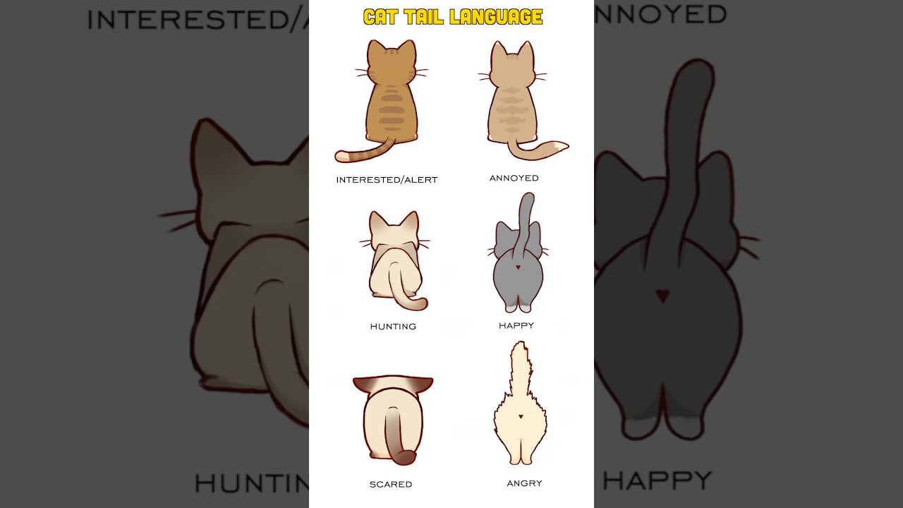 Cat Tail Language Cat Tail Meaning Body Language Cat World News
