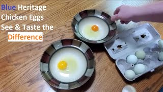 Blue Heritage Chicken Eggs, what is the difference?