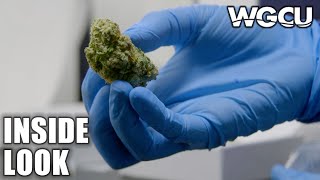 The Cannabis Question | Inside Look | NOVA On PBS