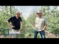 Washington State Apple Production