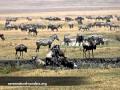 Wildlife of Ngorongoro