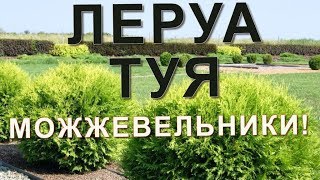 ЛЕРУА! В продаже ТУИ,МОЖЖЕВЕЛЬНИКИ и ЕЛИ! Низкие цены!