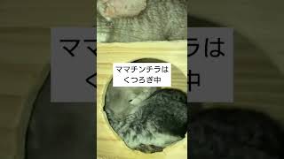 【癒やし】パパチンチラから振り落とされた後の子チンチラの動きが可愛すぎました