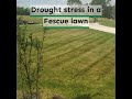 Drought Stress in lawns