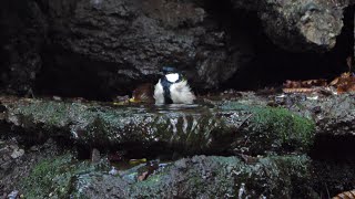 山中湖 大洞の泉のシジュウカラの水浴び　その５８（4K60P動画）