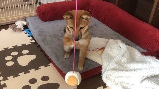 柴犬（豆柴）みかん｜新しいおもちゃの反応は？遊ぶ？怖がる？